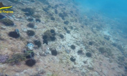 CIVITAVECCHIA: SEQUESTRATI 12 MILA RICCI DI MARE