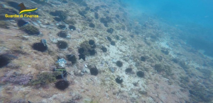 CIVITAVECCHIA: SEQUESTRATI 12 MILA RICCI DI MARE