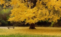 FOGLIE DORATE DI 3MILA ALBERI DI GINKGO IN UN VILLAGGIO DELL'HUNAN