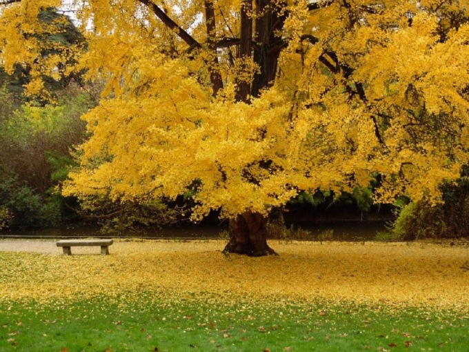 FOGLIE DORATE DI 3MILA ALBERI DI GINKGO IN UN VILLAGGIO DELL’HUNAN