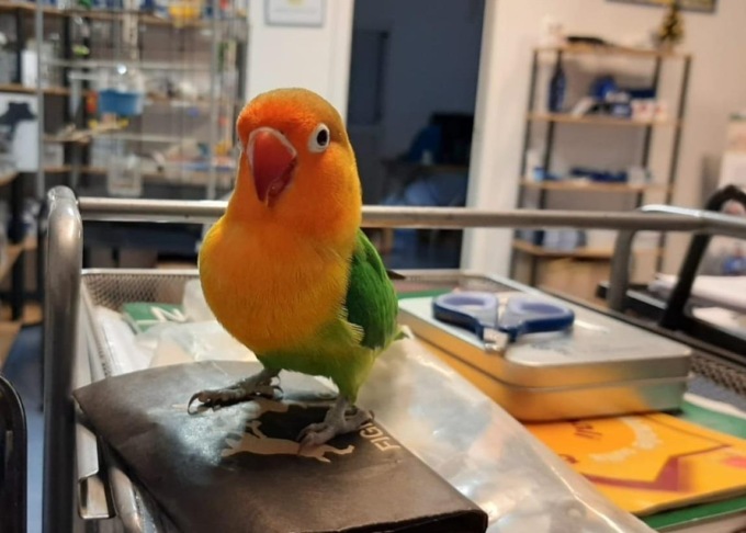 ROMA: AVEVA UN PAPPAGALLO DI SPECIE PROTETTA IN GABBIA, DENUNCIATO