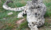 Cina: nord-ovest, salvato un leopardo delle nevi intrappolato