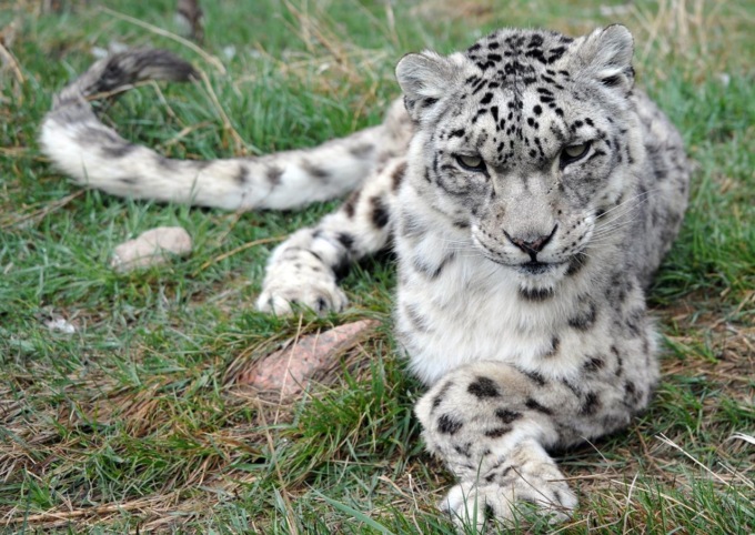 Cina: nord-ovest, salvato un leopardo delle nevi intrappolato