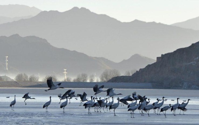 Cina: oltre 100 gru dal collo nero passano l’inverno nel sud-ovest