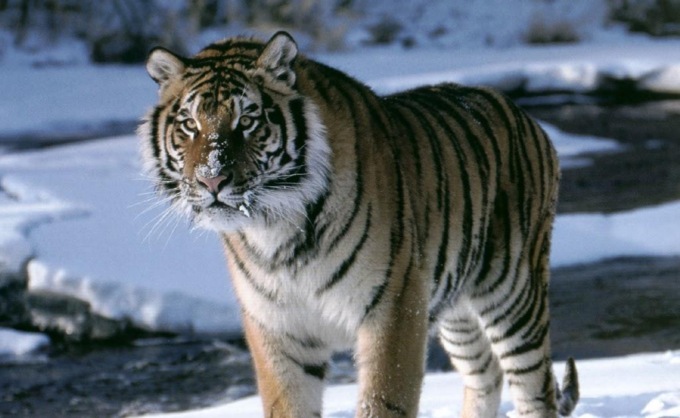 Tigri siberiane e leopardi dell’Amur filmati nella Cina nord-orientale