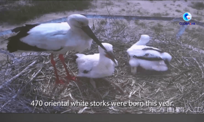 CINA: MIGLIORA L'AMBIENTE DEGLI UCCELLI SELVATICI NEL DELTA DEL FIUME GIALLO