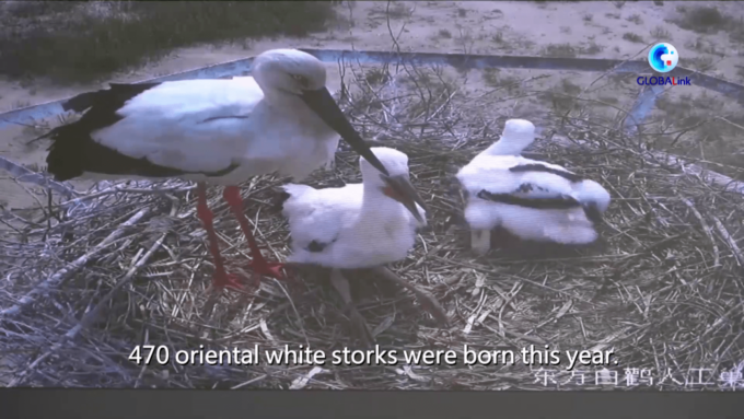 CINA: MIGLIORA L’AMBIENTE DEGLI UCCELLI SELVATICI NEL DELTA DEL FIUME GIALLO