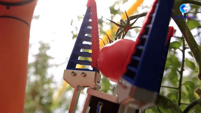 Cina: robot agricoli raccolgono verdure nella Cina orientale