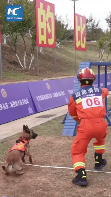 Cina: gara di abilità per cani da soccorso nel Sichuan