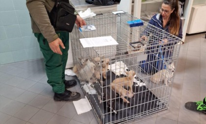 ROMA: ALLEVAMENTO DI CANI, LE IRREGOLARITA'