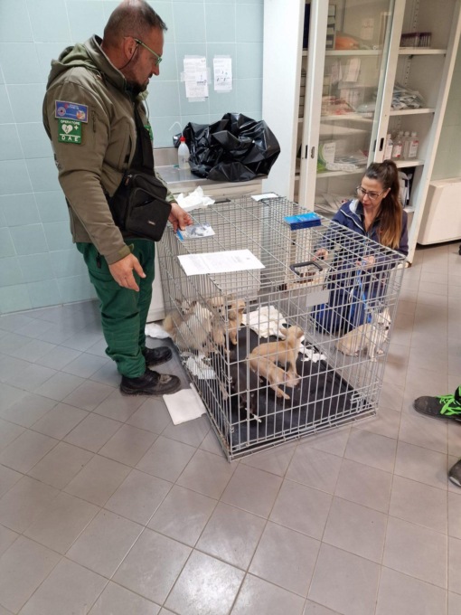 ROMA: ALLEVAMENTO DI CANI, LE IRREGOLARITA’