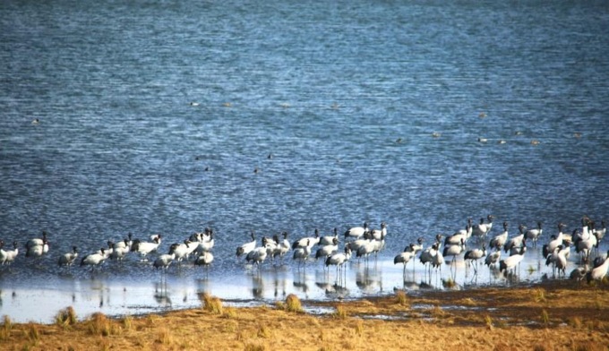 Cina: Yunnan, numero record di gru rare nel periodo invernale