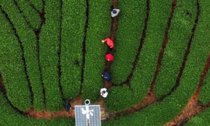 Cina: Fujian, le tecniche di produzione del tè roccia di Wuyi