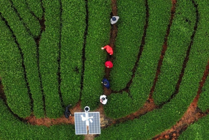 Cina: Fujian, le tecniche di produzione del tè roccia di Wuyi