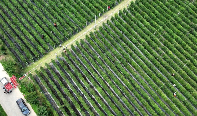 Cina: rivitalizzazione rurale, ruoli delle autorità centrali e locali