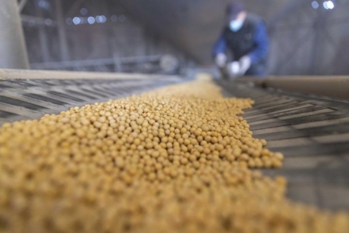 Cina: la maggiore provincia produttrice di soia segna nuovi record