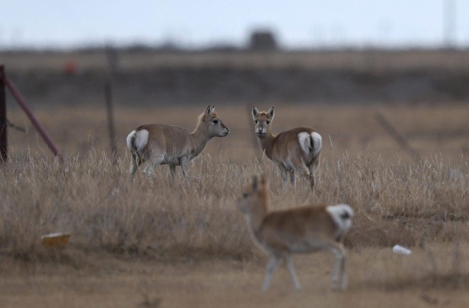 “La torre dell’acqua della Cina” vede aumentare la biodiversità