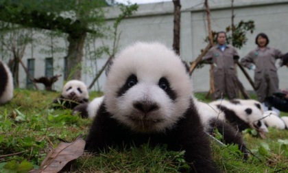 Cina: telecamere riprendono una panda selvaggia e il suo cucciolo