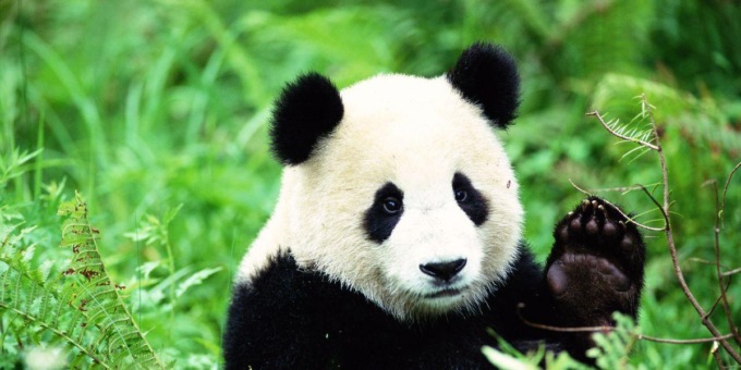 GUIDA AI PANDA GIGANTI…PER APPASSIONATI DI CALCIO
