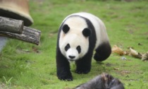 COP15: al Padiglione cinese in mostra sforzi protezione panda gigante