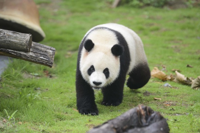COP15: al Padiglione cinese in mostra sforzi protezione panda gigante