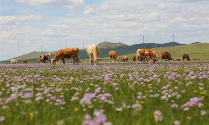 CINA: MONGOLIA INTERNA, FIUME CONTINUA A SCORRERE A -40 GRADI CELSIUS