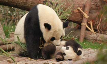 Cina: Sichuan, uno sguardo ai panda giganti in inverno