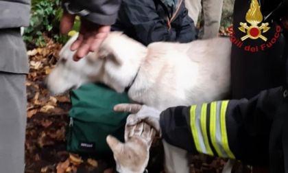 NEMI: SCIVOLANO IN UN DIRUPO, I VIGILI DEL FUOCO SALVANO DUE CANI