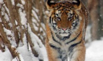 Cina: la tecnologia aiuta a proteggere la tigre siberiana