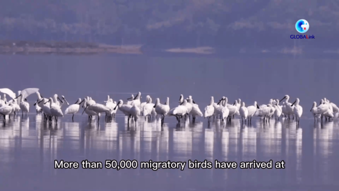 Cina: misure di conservazione ripristinano un paradiso per uccelli