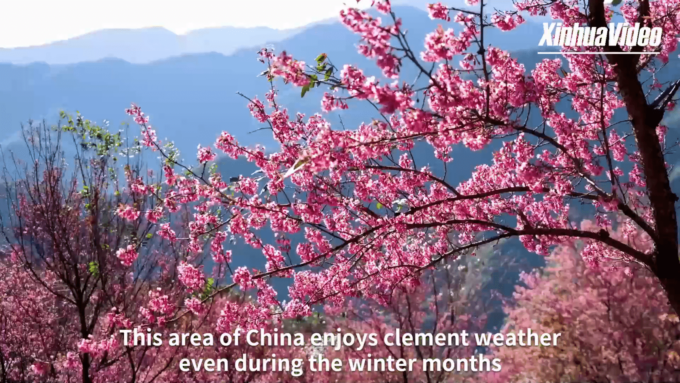 Cina: ciliegi in fiore colorano il monte Wuliang mentre sboccia l’inverno