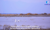 Cina: uccelli trovano un paradiso nel più grande deserto della Cina