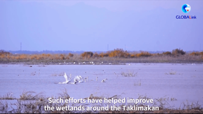 Cina: uccelli trovano un paradiso nel più grande deserto della Cina