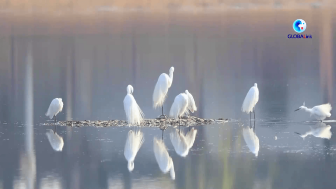 Cina: gli uccelli sono giudici imparziali dell’ambiente nel Ningxia