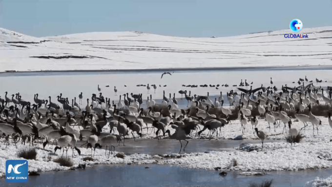 Cina: Yunnan, gru dal collo nero trascorrono inverno in riserva naturale