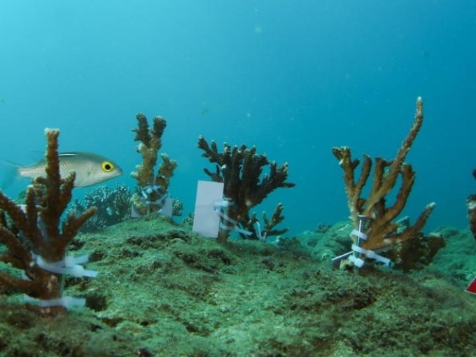 <strong>CINA: COMPLETATO RIPRISTINO ECOSISTEMA CORALLINO NELLA BAIA DI YALONG</strong>