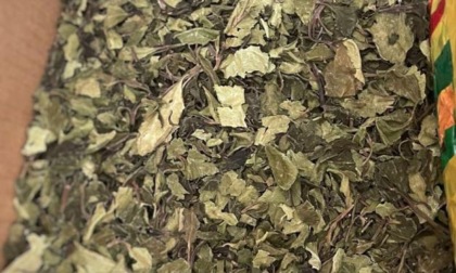 CIAMPINO: SEQUESTRATI 12 CHILI DI KHAT IN AEROPORTO