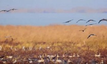 UCCELLI MIGRATORI SVERNANO IN UN SITO RAMSAR IN CINA SUD-OCCIDENTALE