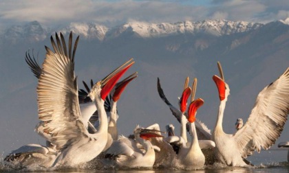 Cina: rari uccelli avvistati nel lago orientale di Chaohu