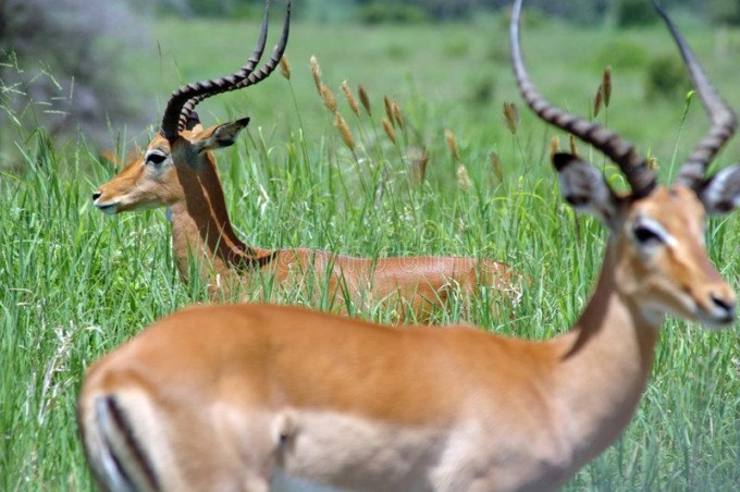 Cina: gazzelle gozzute avvistate in Mongolia Interna