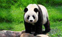 Cina: panda gigante fa le capriole in uno zoo nella Cina meridionale