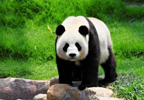 Cina: panda gigante fa le capriole in uno zoo nella Cina meridionale