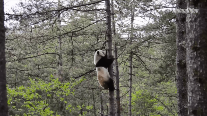 Cina: la ricca biodiversità della riserva naturale di Changqing