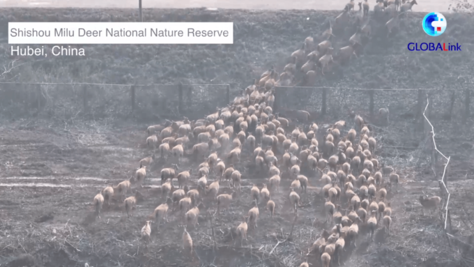 Cina: 400 cervi milu rilasciati in una riserva naturale