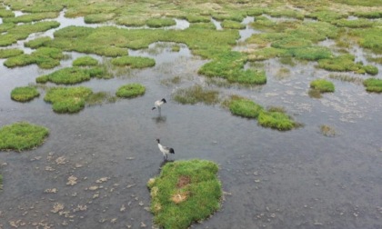 Cina: Gansu, avvistati oltre 60.000 uccelli acquatici migratori