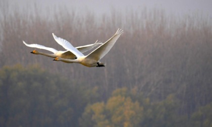 Cina: cigno migratore con collare identificativo avvistato nel Gansu