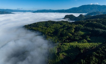 Cina: Yunnan attua normative sulla protezione di antichi alberi di tè