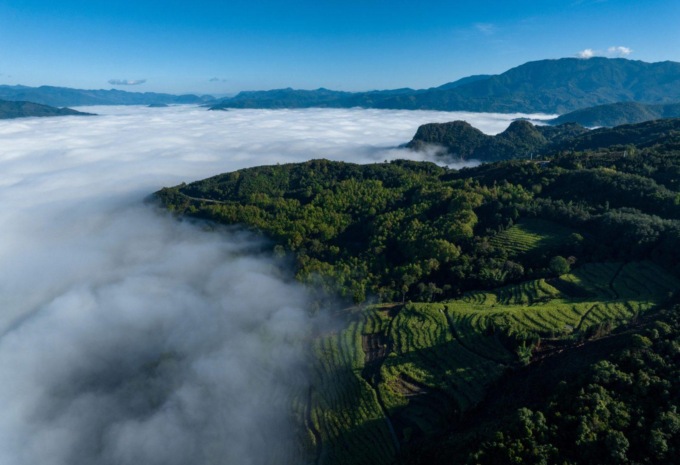 Cina: Yunnan attua normative sulla protezione di antichi alberi di tè