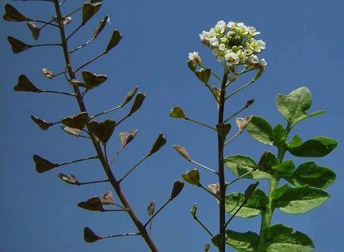 Specialità tradizionale del termine solare Yushui: la Borsa di pastore