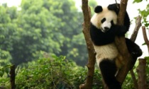 Panda gigante selvatico avvistato in una cittadina nel Sichuan